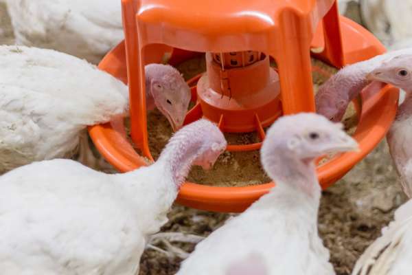 Chickenology sampler