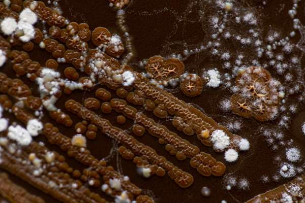 Soil health w/ microbes (TL Version)