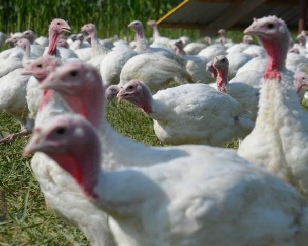 A turkey's best life