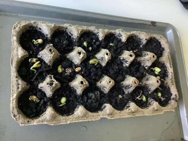 Acid rain and agriculture