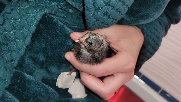 ChickQuest, including some chick doctoring, too!