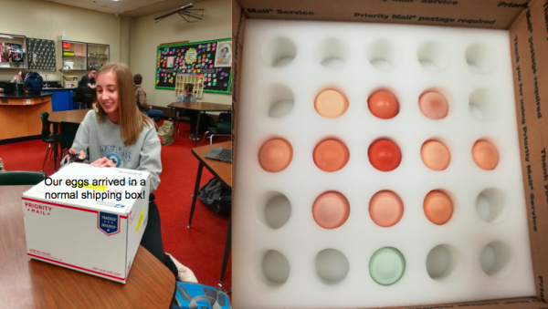 ChickQuest: not just for elementary students!