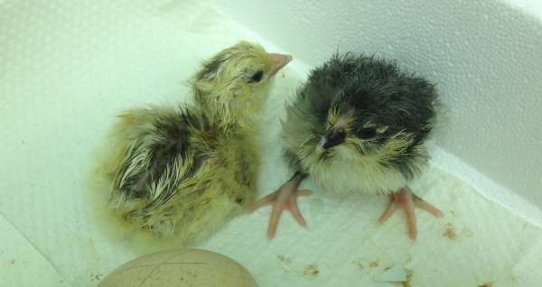 Chicks draw in admiring visitors