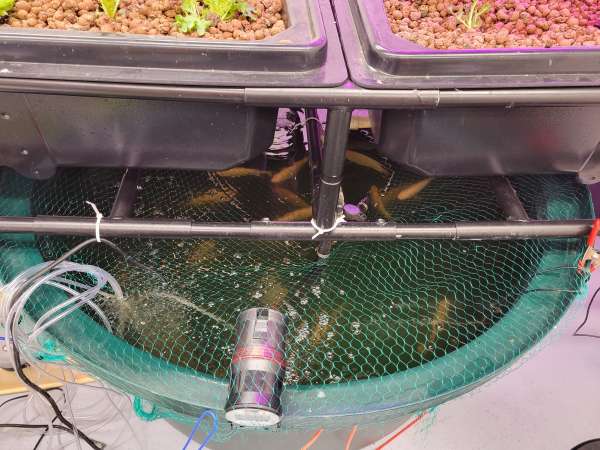 Fish and lettuce: interesting partners