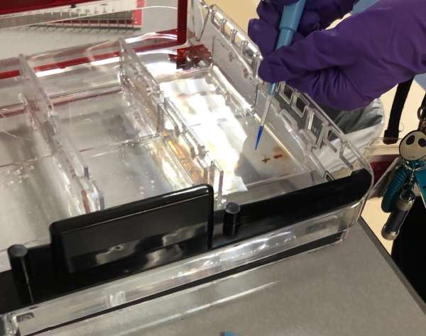 Gel electrophoresis in an unusual classroom situation