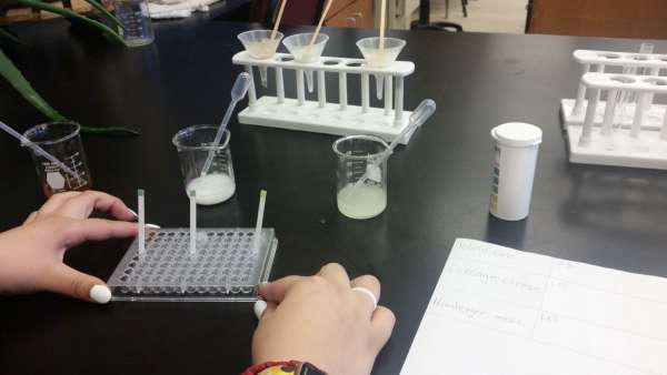 Let's test a potato chip!