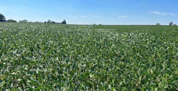 Soybean oil use now and in the future