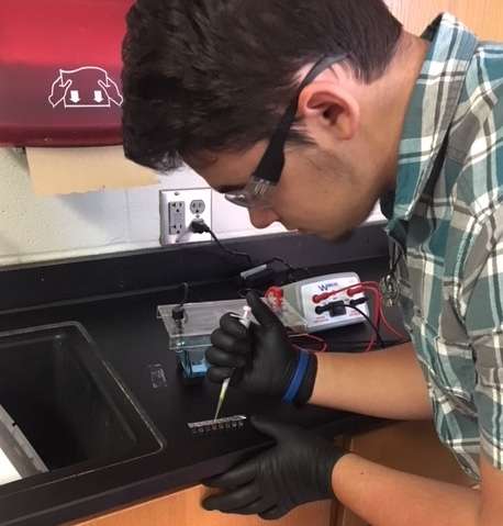 Who's your daddy? DNA investigations with gel electrophoresis