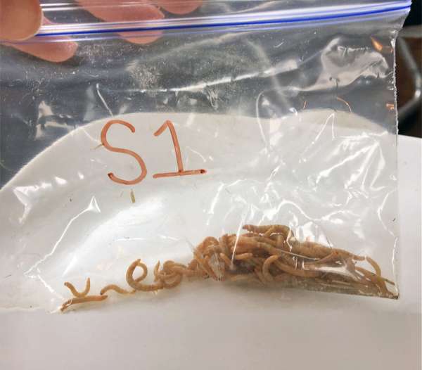 The Effects of Feed Type on ​Tenebrio molitor Weight