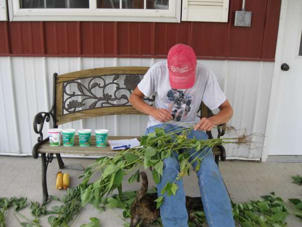 The effect of starter fertilizer on Glycine max yields