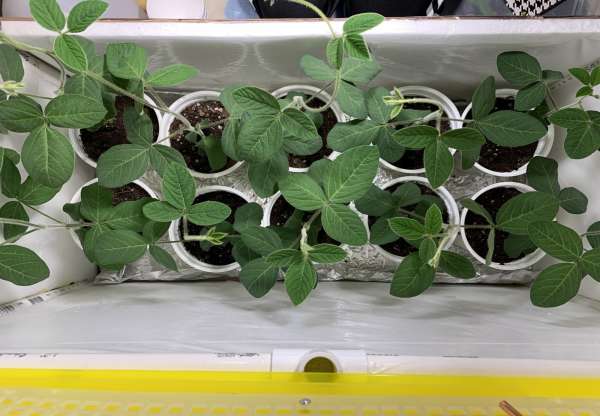 The Effects of Exogenously Applied L-Tryptophan on the Nodulation and Overall Development of Soybeans Grown in Acidic Soil